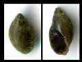 Physa (Physella)&nbsp;acuta